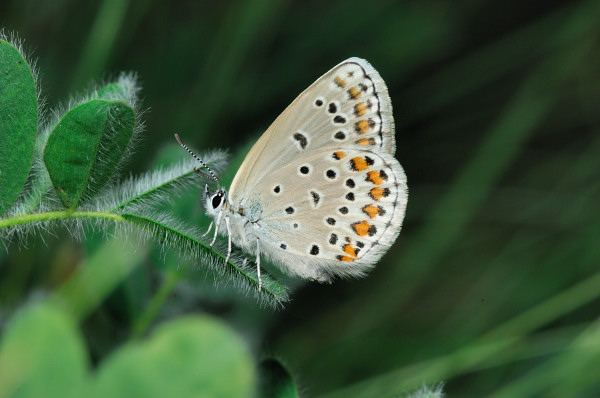 Plebejus (Plebijides) pylaon  trappi /  Plebejus trappi